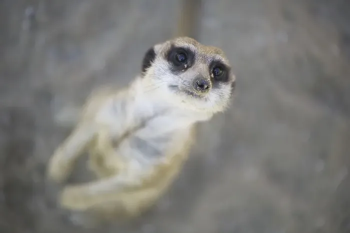 Framed Print : Meerkat or Suricate (Suricata suricatta)