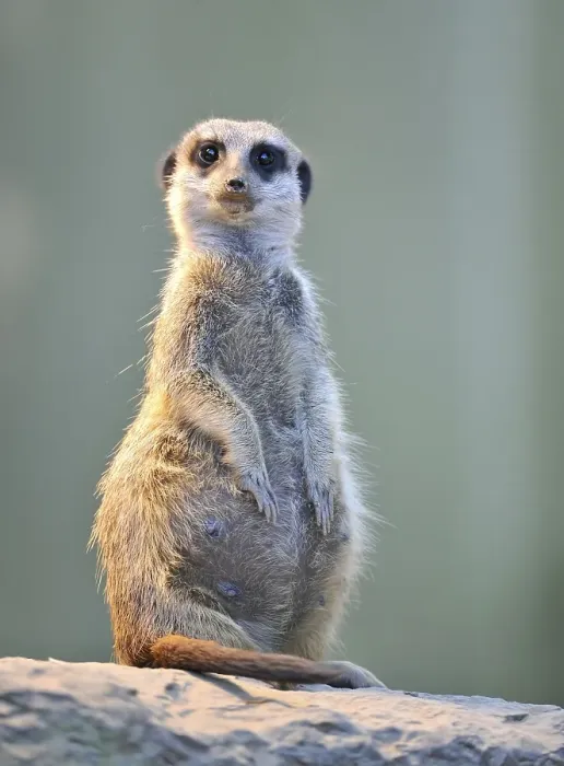 Framed Print : Meerkat or suricate (Suricata suricatta) Framed Print : Meerkat or suricate (Suricata suricatta)