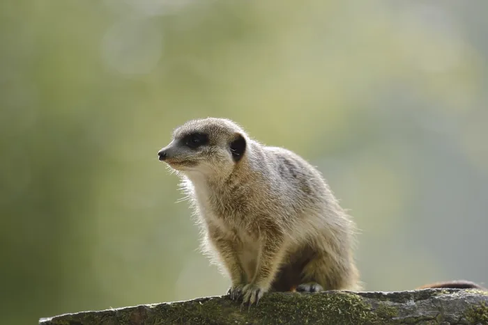 Framed Print : Meerkat or suricate (Suricata suricatta)