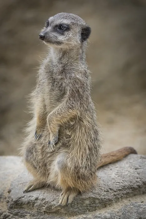 Framed Print : Meerkat or suricate (Suricata suricatta), captive