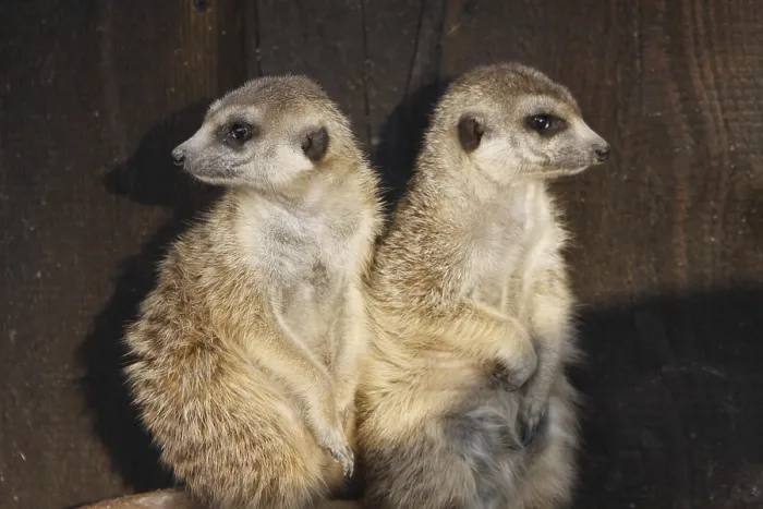 Framed Print : Two meerkats Framed Print : Two meerkats