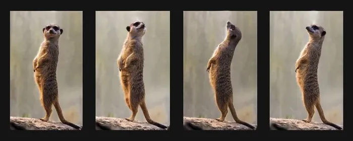 Framed Print : Meerkats, collage, four individual pictures Framed Print : Meerkats, collage, four individual pictures