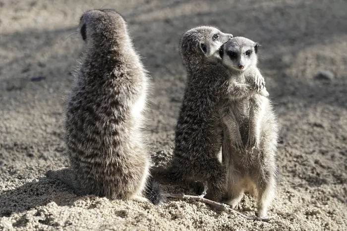 Framed Print : Two meerkats embracing and another standing apart on sandy ground