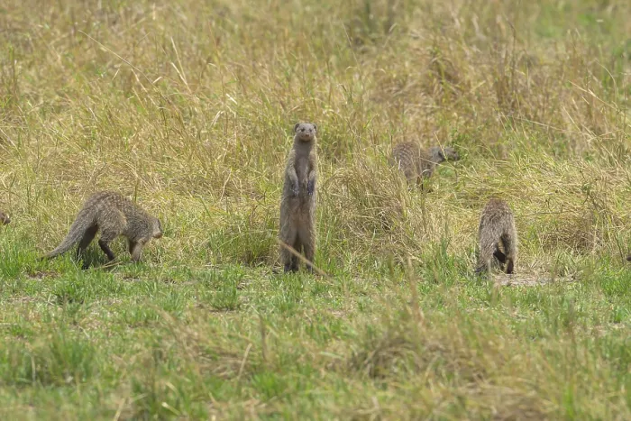 Framed Print : Meerkats in a field with one standing alertly among the grass