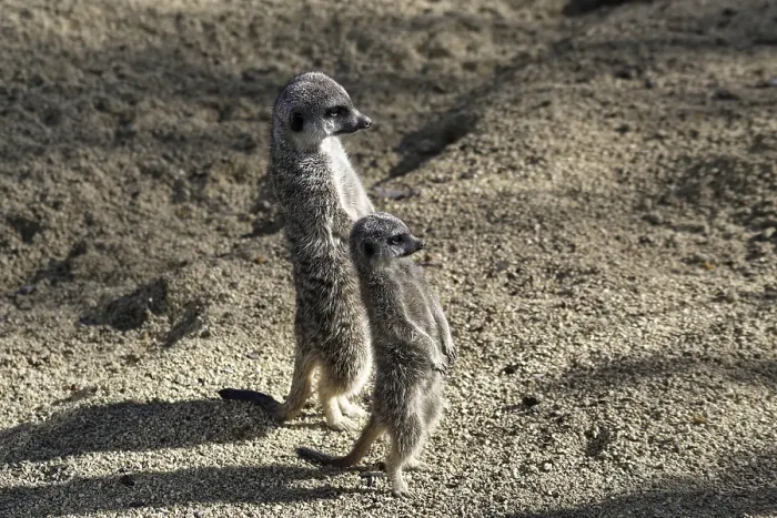 Framed Print : Two meerkats standing upright in the sunny sand