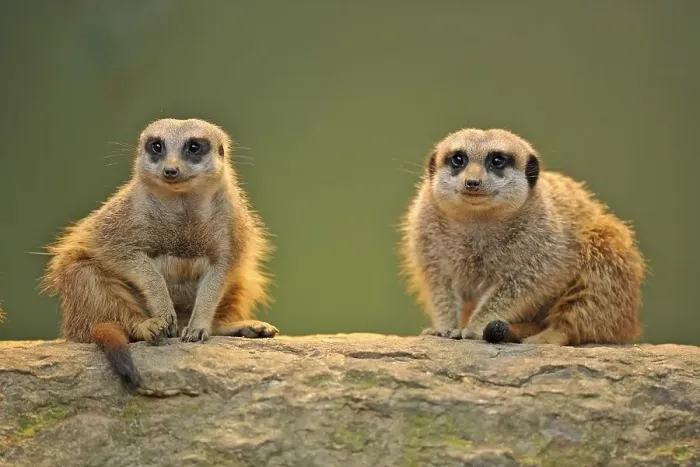 Framed Print : Meerkats (Suricata suricatta)