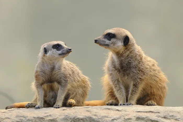 Framed Print : Meerkats (Suricata suricatta)