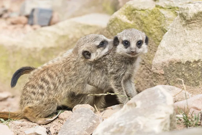 Framed Print : Two Meerkats (Suricata suricatta)