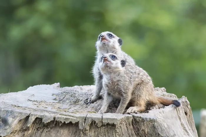 Framed Print : Two Meerkats (Suricata suricatta)