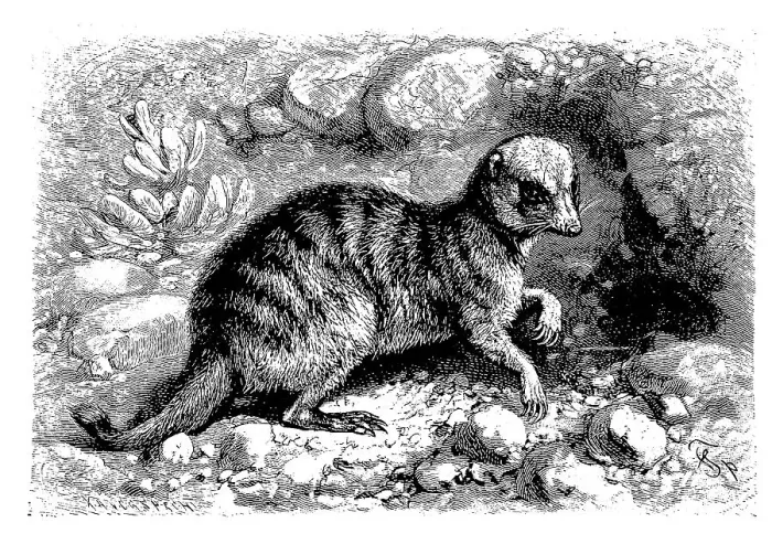 Framed Print : Meerkats (Suricata suricatta), also called suricate or obsoletely Scharrtier