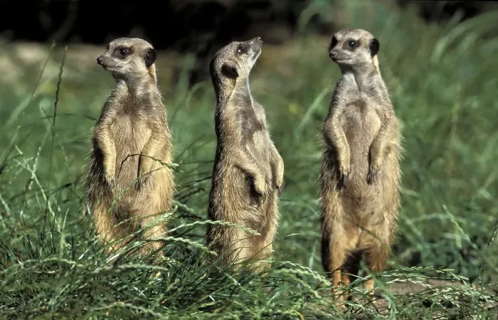 Framed Print : Meerkats (Suricata suricatta), captive