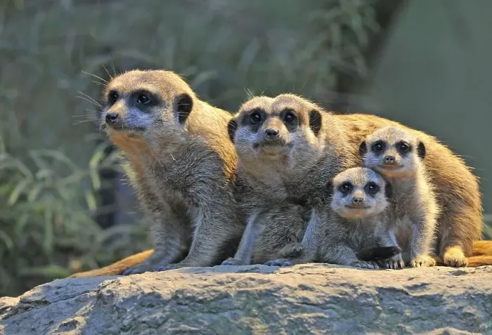 Framed Print : Meerkats (Suricata Suricatta), family