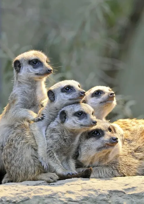 Framed Print : Meerkats (Suricata Suricatta), family, four young Framed Print : Meerkats (Suricata Suricatta), family, four young
