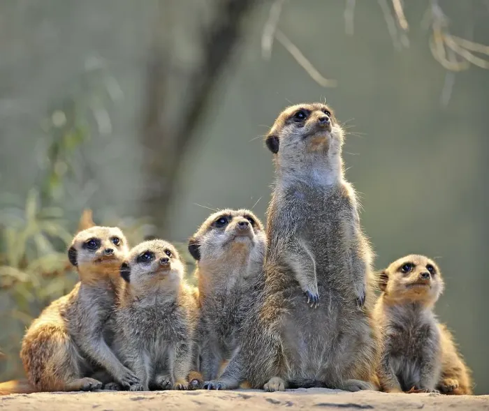 Framed Print : Meerkats (Suricata suricatta), family with young