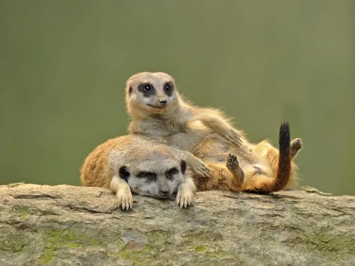Framed Print : Meerkats (Suricata suricatta), juveniles Framed Print : Meerkats (Suricata suricatta), juveniles