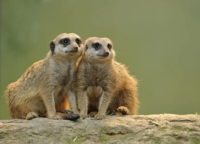 Framed Print : Meerkats (Suricata suricatta), juveniles