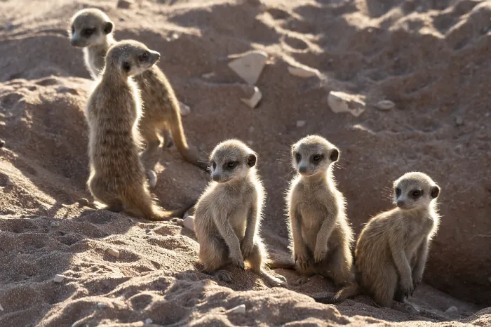 Framed Print : Meerkats (Suricata suricatta), Kaan Naankuse Framed Print : Meerkats (Suricata suricatta), Kaan Naankuse