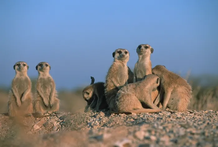 Framed Print : Meerkats (Suricata suricatta), Kalahari Gemsbok Park