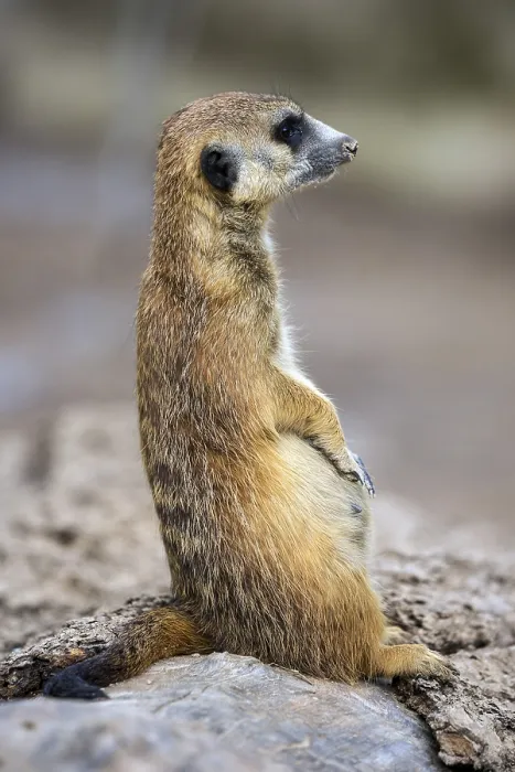Framed Print : Meerkats (Suricata suricatta), keeping a lookout Framed Print : Meerkats (Suricata suricatta), keeping a lookout