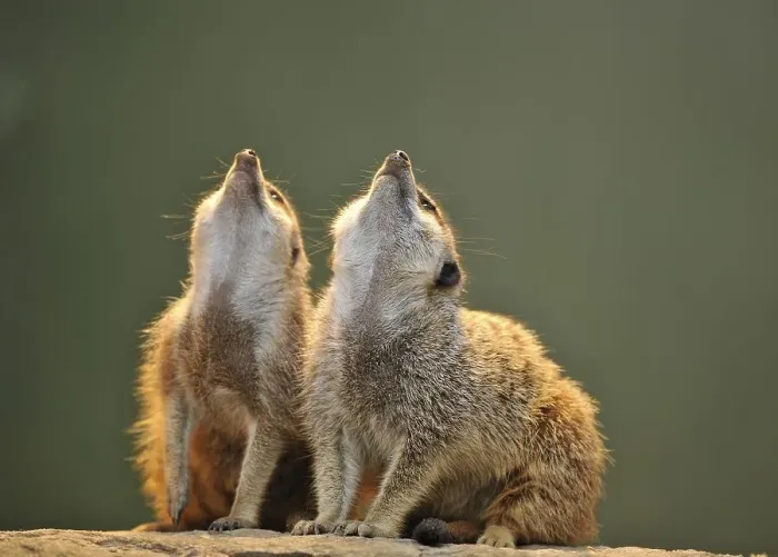 Framed Print : Meerkats (Suricata suricatta) looking up