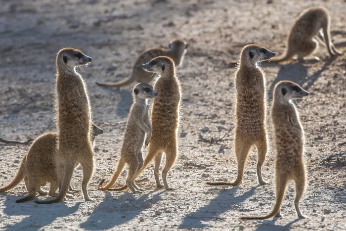 Framed Print : Meerkats (Suricata suricatta) on lookout