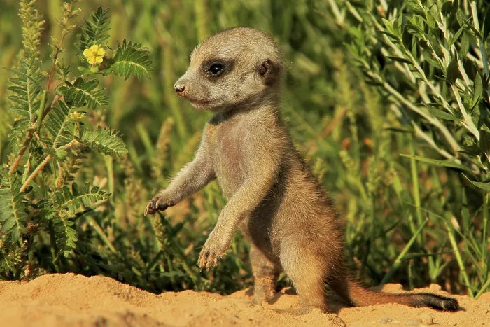 Framed Print : Meerkats (Suricata suricatta) Meerkat