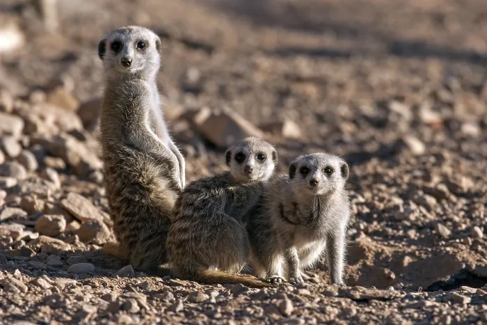 Framed Print : Meerkats (Suricata suricatta), Namibia, Africa Framed Print : Meerkats (Suricata suricatta), Namibia, Africa