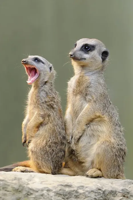 Framed Print : Meerkats (Suricata suricatta), native to Africa Framed Print : Meerkats (Suricata suricatta), native to Africa