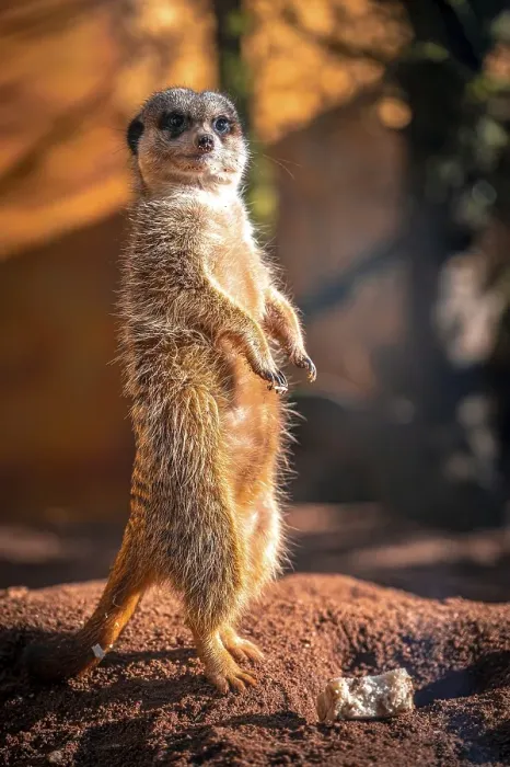 Framed Print : Meerkats (Suricata Suricatta) in its natural environment in sunshine