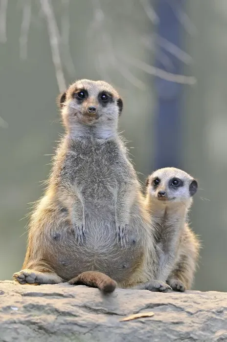 Framed Print : Meerkats (Suricata suricatta), parent and young