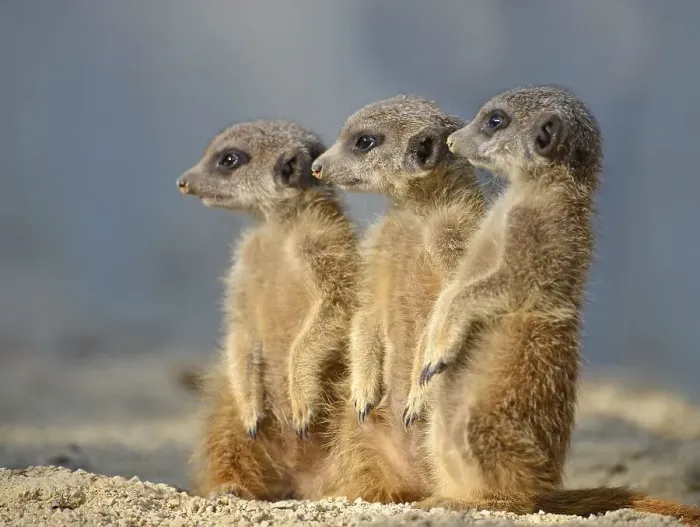 Framed Print : Meerkats (Suricata suricatta), pups