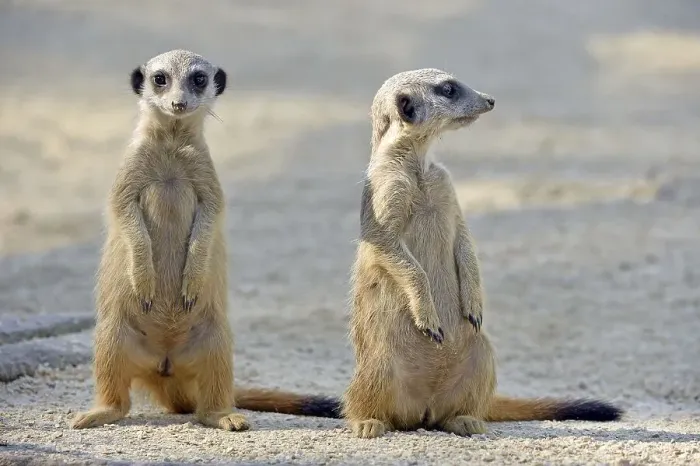 Framed Print : Meerkats (Suricata suricatta), pups Framed Print : Meerkats (Suricata suricatta), pups