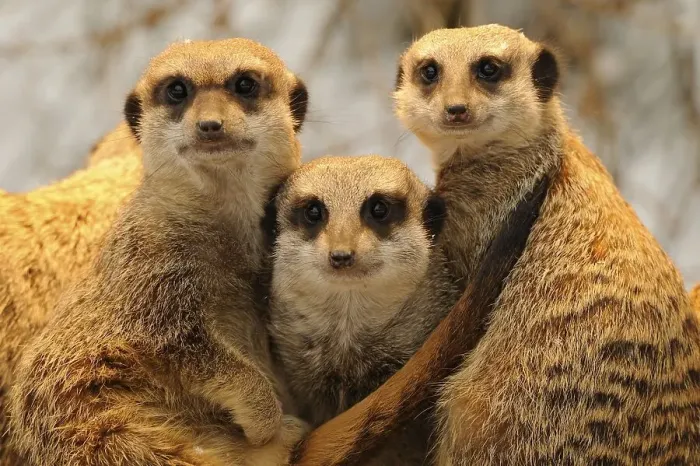 Framed Print : Meerkats or Suricates (Suricata Suricatta) Framed Print : Meerkats or Suricates (Suricata Suricatta)