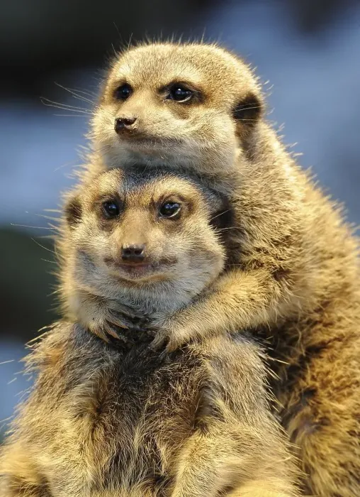 Framed Print : Meerkats or Suricates (Suricata suricatta)