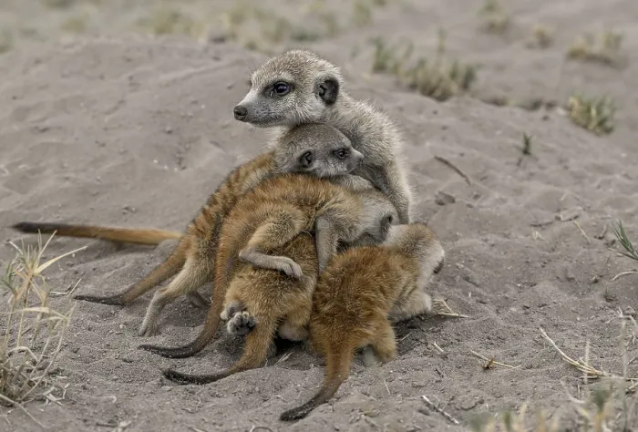 Framed Print : Meerkats or suricates (Suricata suricatta)