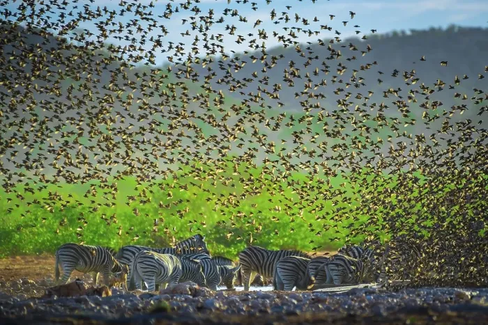 Framed Print : A mega flock of red-billed quelea (Quelea quelea) flies up at a waterhole with burchell's zebra (Equus burchelli)