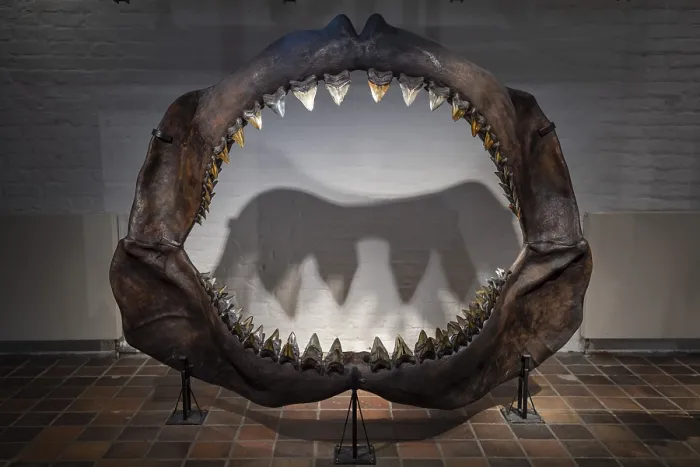 Framed Print : Megalodon (Otodus megalodon), teeth