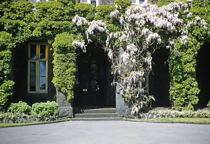Framed Print : Melbourne Grammar School building, Melbourne, Victoria, Australia 1956 flowering wisteria