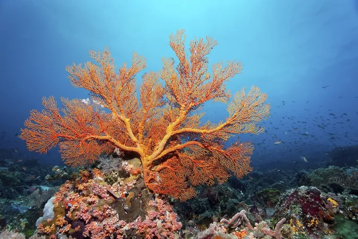 Framed Print : Melithaea gorgonian (Melithea) with closed polyps