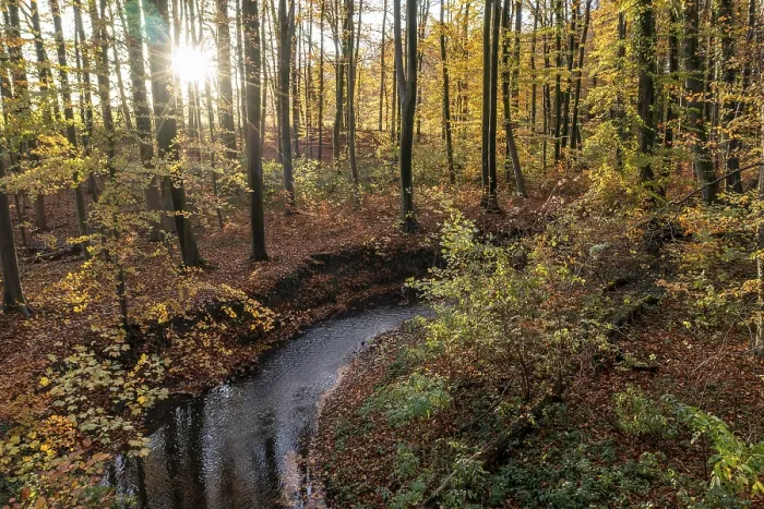 Framed Print : Melle, Lower Saxony, Germany, autumn forest with sun rays through the trees