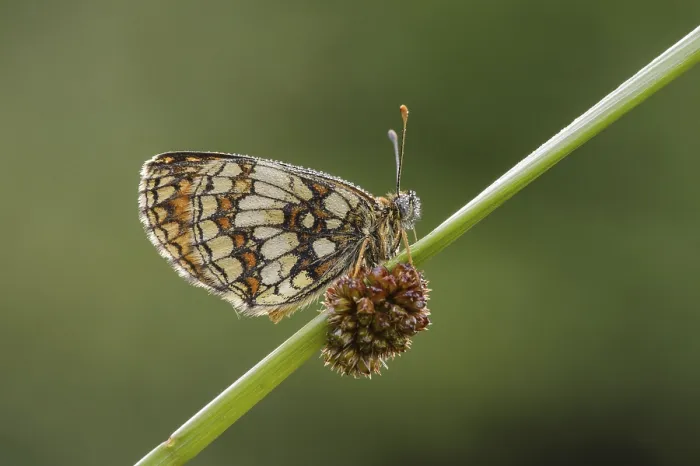Framed Print : Mellicta athalia, Heath Fritillary (Melitaea athalia)