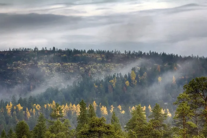 Framed Print : Mellow autumn. Midst of autumn in Boreal coniferous forests (taiga) with admixture of birch and aspen Framed Print : Mellow autumn. Midst of autumn in Boreal coniferous forests (taiga) with admixture of birch and aspen