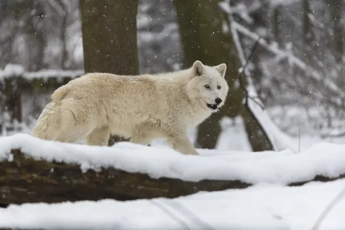Framed Print : Melville Island wolf (Arctic wolf) running thru snow covered forest