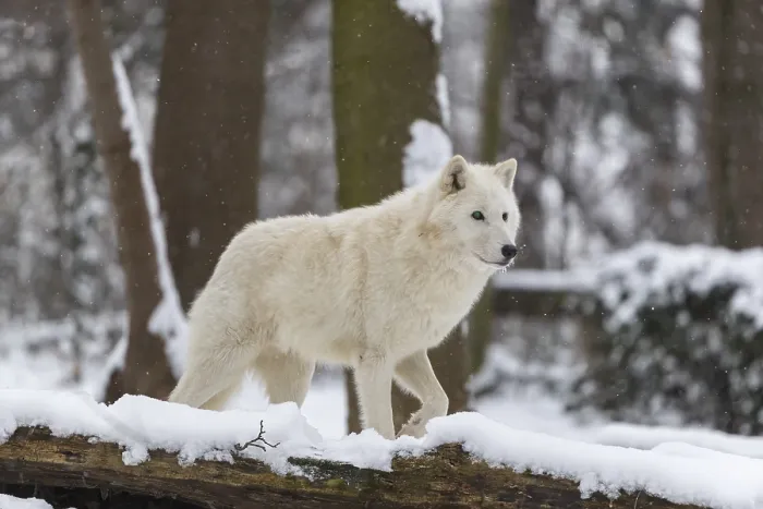 Framed Print : Melville Island wolf (Arctic wolf) standing in snow covered forest