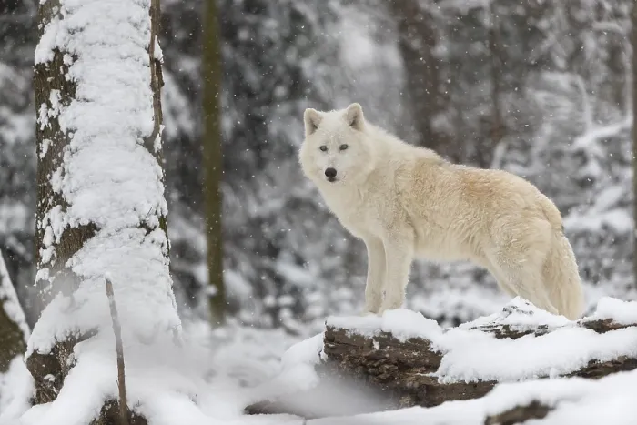 Framed Print : Melville Island wolf (Arctic wolf) standing in snow covered forest