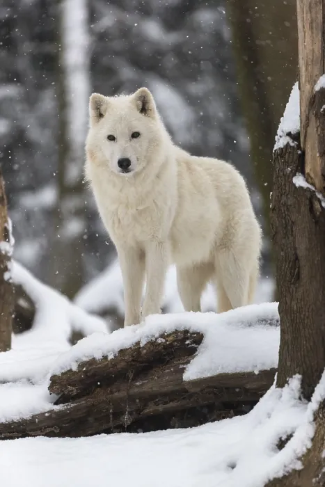 Framed Print : Melville Island wolf (Arctic wolf) standing in snow covered forest Framed Print : Melville Island wolf (Arctic wolf) standing in snow covered forest