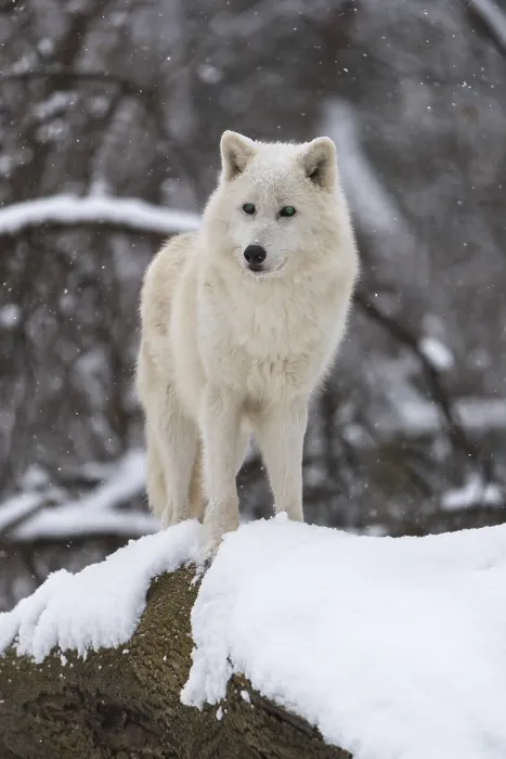 Framed Print : Melville Island wolf (Arctic wolf) standing in snow covered forest