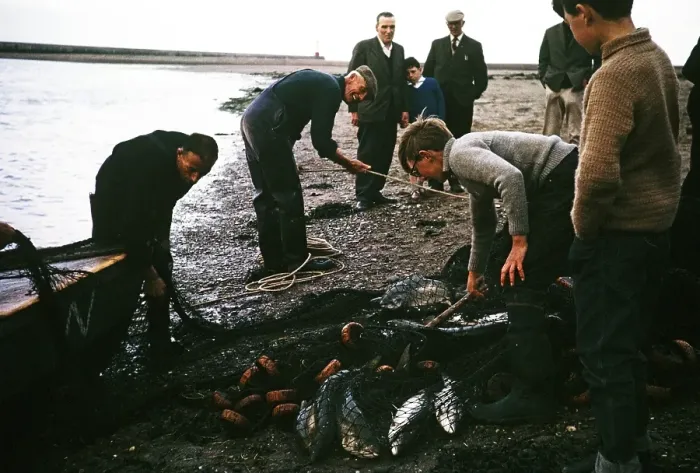 Framed Print : Men and boys netting wild salmon on the beach, River Tweed, Berwick on Tweed, Northumberland, England, UK 1965 Framed Print : Men and boys netting wild salmon on the beach, River Tweed, Berwick on Tweed, Northumberland, England, UK 1965