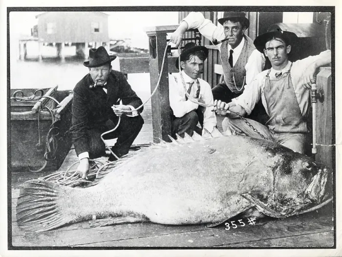 Framed Print : Four men kneel in front of a giant grouper (Epinephelus itajara)