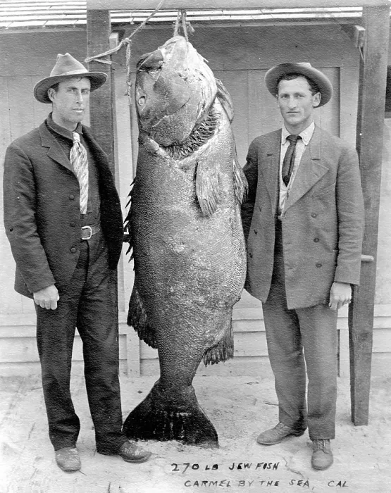 Framed Print : Two men with Pacific giant perch (Stereolepis gigas) Framed Print : Two men with Pacific giant perch (Stereolepis gigas)